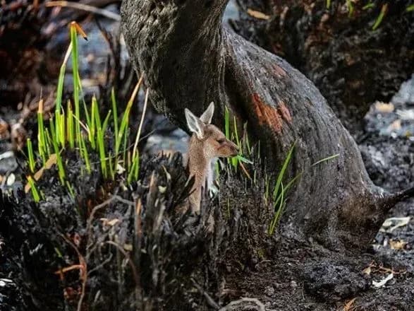 У соцмережах діляться знімками Австралії, яка "оживає" після пожеж