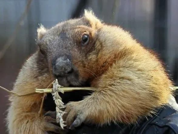 Бабак Тимко передбачив, коли в Україну прийде весна