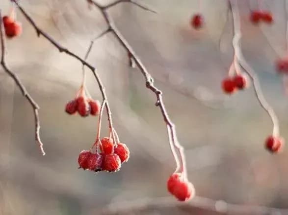 На Київщині в понеділок очікується дощ