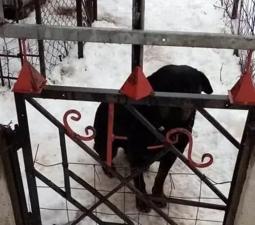 На Харківщині ротвейлер загриз 4-річного хлопчика