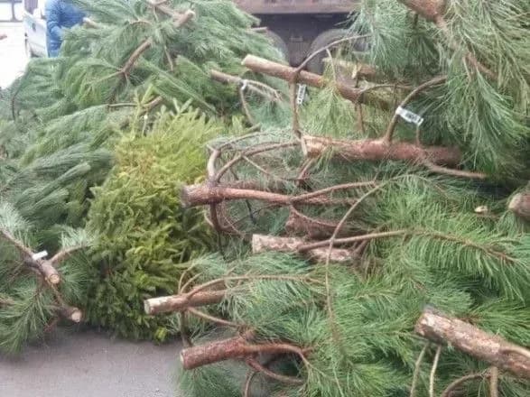 Від початку року в столиці здали на переробку понад 14 тис. ялинок