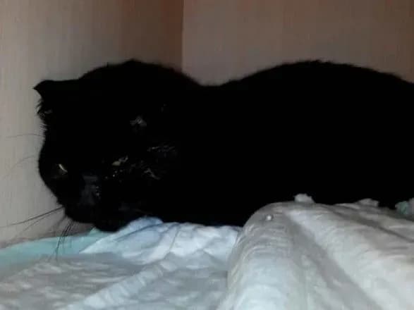 Дівчині, яка жорстоко вбила свого кота, оголосили про підозру – поліція