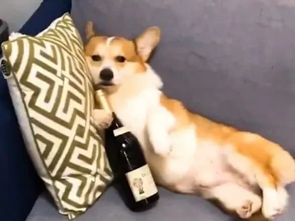 Самотній коргі і велелюбна черепаха: смішні тварини відзначають День Святого Валентина