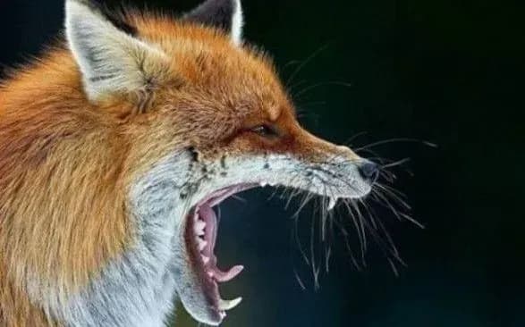 У 2019 році в Україні зареєстрували понад 900 випадків сказу серед тварин