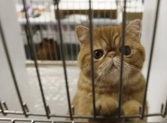 У Індії вступились за кицьку, яку хочуть вивезти до Китаю через "підозру" на коронавірус