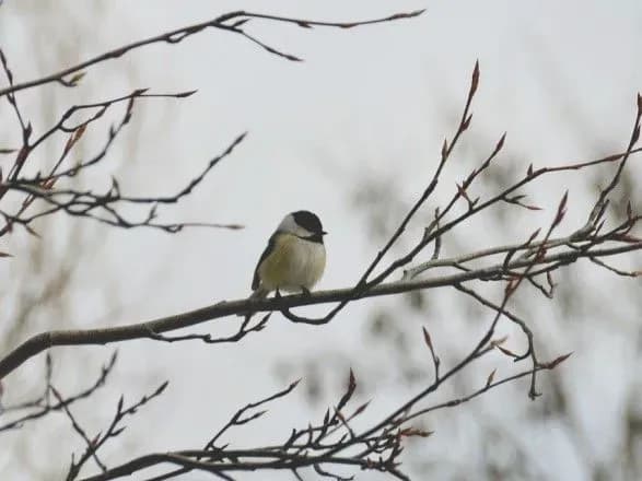 Від 1° до 18° тепла: прогноз погоди на сьогодні