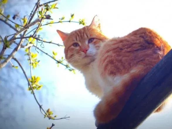 Наступний робочий тиждень в Україні почнеться без опадів