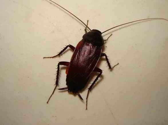 У потягах “Інтерсіті” кількість тарганів перевищує кількість пасажирів - Несміянов про дезінфекцію