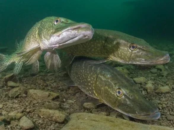 З початку квітня на Буковині діятиме нерестова заборона