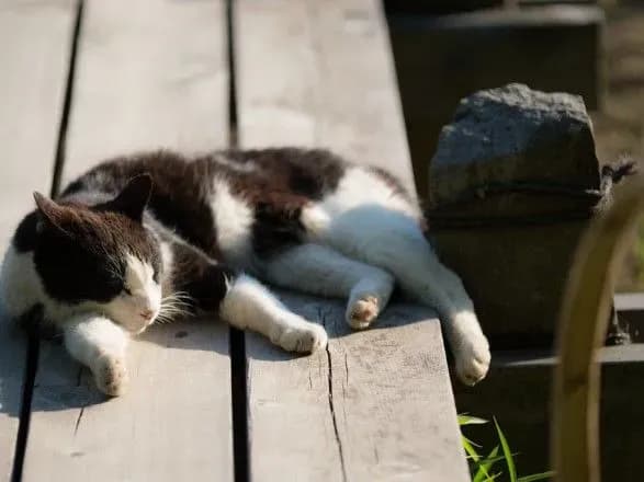 От 10° мороза до 14° тепла: синоптики дали прогноз на сегодня