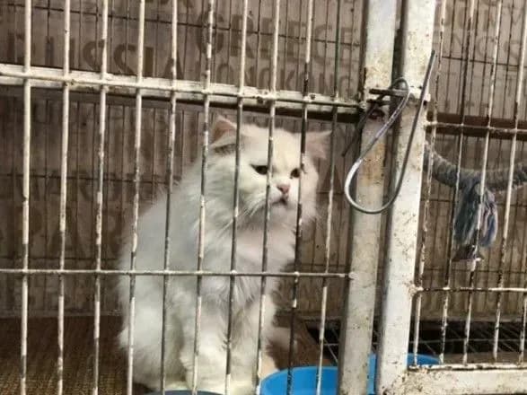 В Пакистані через карантин тварин кинули у клітках в зоомагазинах та на ринках