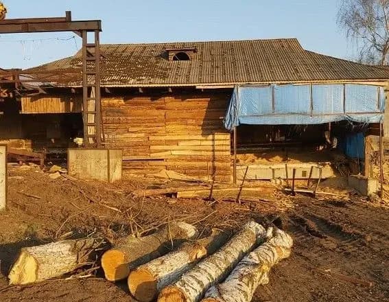 Миллионные убытки и полсотни обысков: разоблачено полицейских, которые "крышевали" "черных лесорубов"