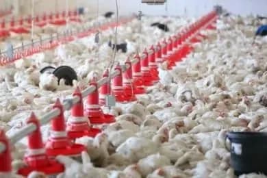 Претензії до небезпечної птахофабрики під Харковом має Держпродспоживслужба