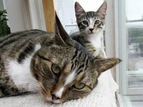 Від заморозків до 21° тепла: синоптики дали прогноз на сьогодні