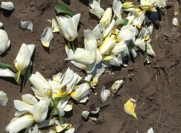 У Нідерландах косять тюльпани, щоб не допускати скупчення людей