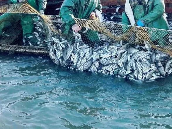 Промисловий вилов риби в Азовському морі виріс в чотири рази - Держрибагентство