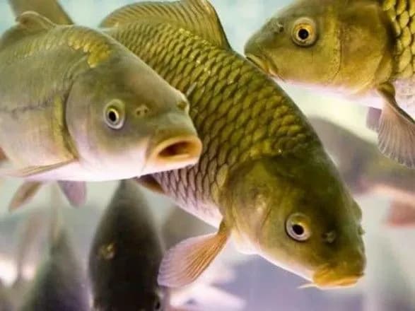 У січні Україна експортувала 153 тонни рибного філе, найбільше до Німеччини