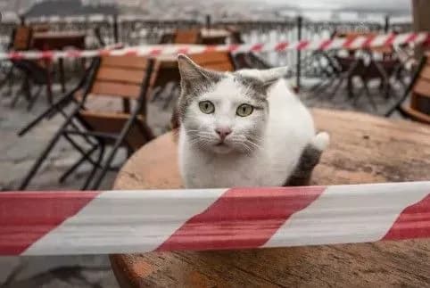 У США підтвердили перші випадки зараження котів коронавірусом