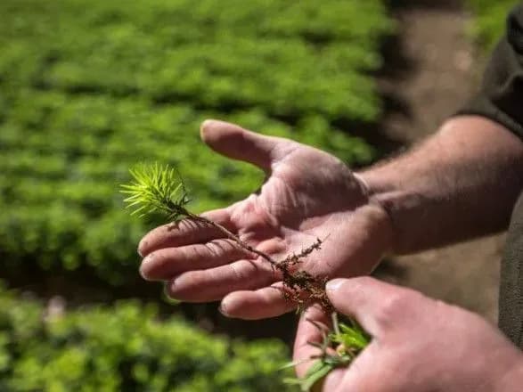 У гірських районах Карпат уже висаджено понад 3,5 млн дерев - Держлісагентство
