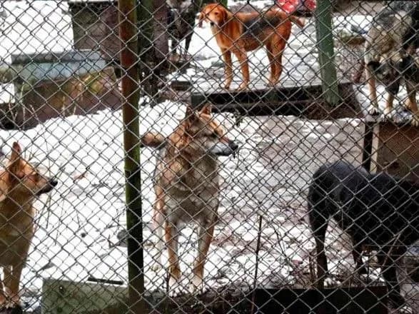 У Рівному судитимуть чоловіка, який самовільно зайняв 1,5 га землі під вольєри для собак