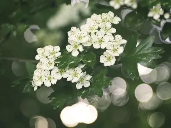 Від 4° до 24° тепла: прогноз погоди на сьогодні