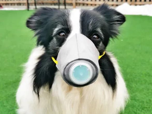 У США зафіксовано перший випадок зараження собаки коронавірусом