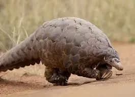 Панголіни не винні в поширенні коронавірусу - вчені