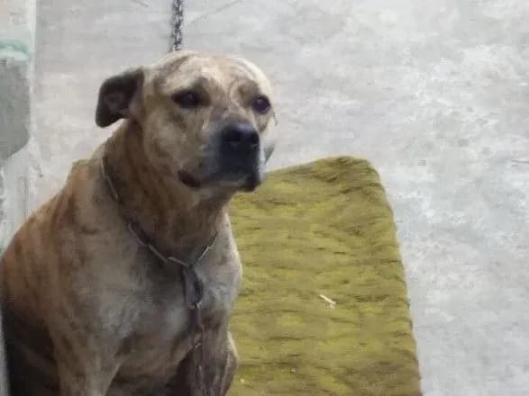 Пітбуль, гвинтокрил та стадо корів: у СЕТАМ назвали найцікавіші лоти