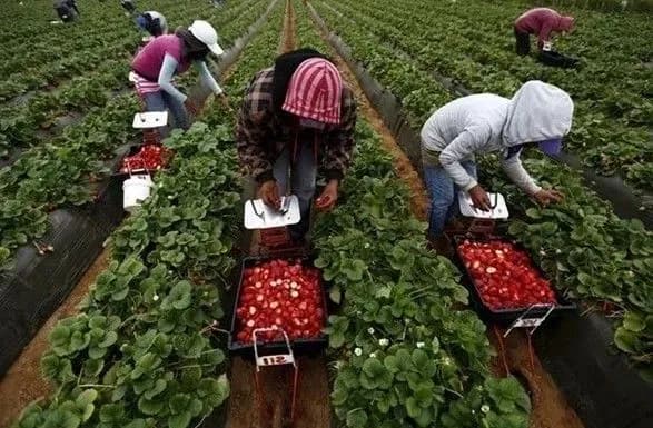 Польща послабила карантин для сезонних заробітчан