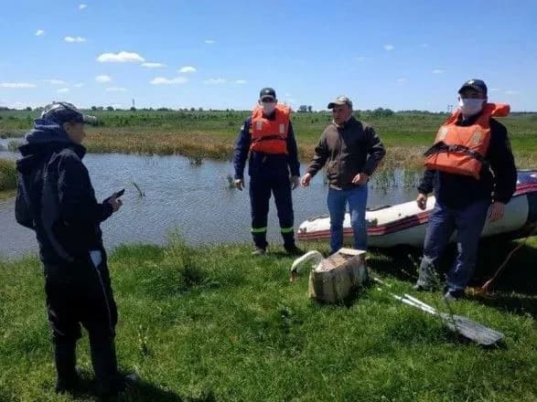 На Івано-Франківщині врятували лебедя без крила