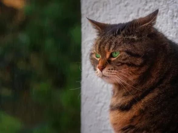 Синоптики дали прогноз погоди на початок тижня