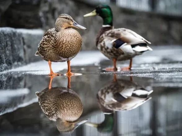 У двір МЗС прилетіла пара качок: Кулеба дав їм "дипломатичні імунітети"