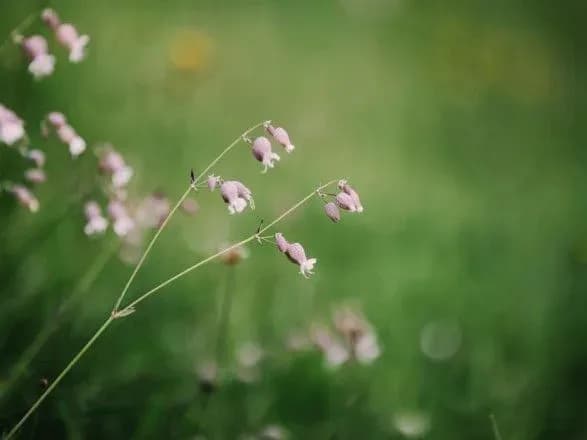 Дощі та до 23° тепла: прогноз погоди на перший день літа