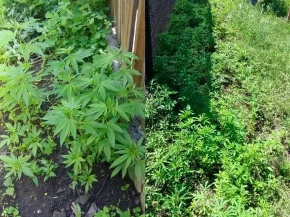 На Донеччині припинили діяльність наркоаграрія: вилучили понад 800 кущів конопель