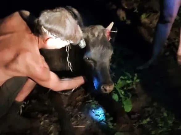 На Дніпропетровщині врятували корову, яка впала в колодязь