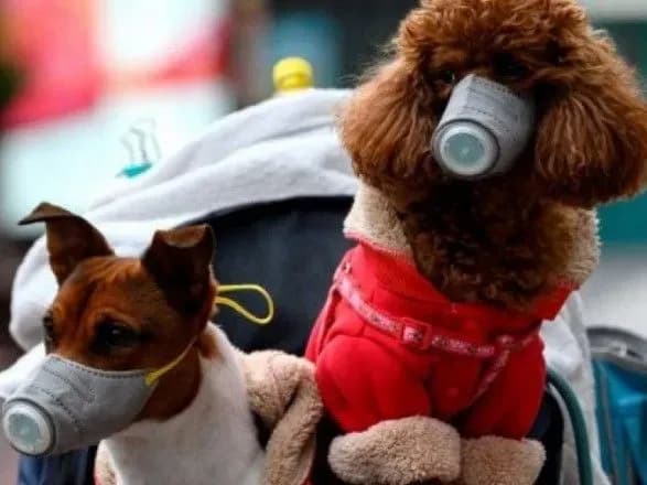 У столичному притулку для тварин розповіли про наслідки карантину