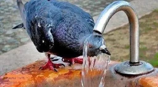 Літо у Києві почалося двома температурними рекордами