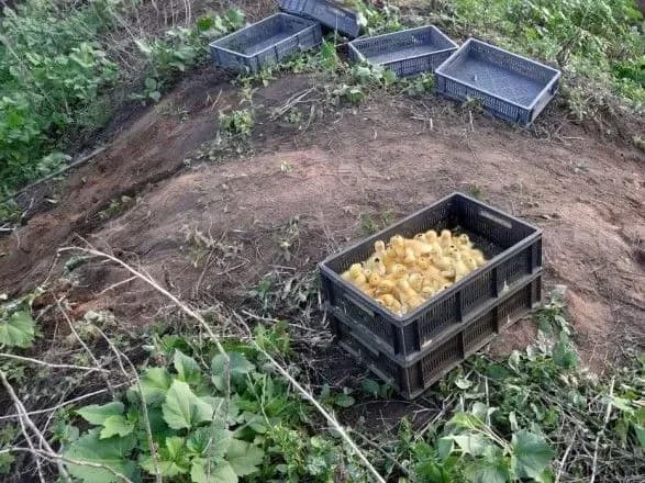 При спробі контрабанди на кордоні загинуло понад чотири сотні каченят