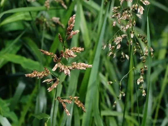 Україна випустила власну "зубрівку", настояну на вирощених у нас травах