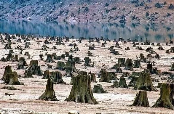 Відкрито провадження за фактом вирубки лісів, що призвела до паводків на заході України