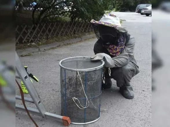 У Дніпрі рятувальники знімали з дерева рій бджіл