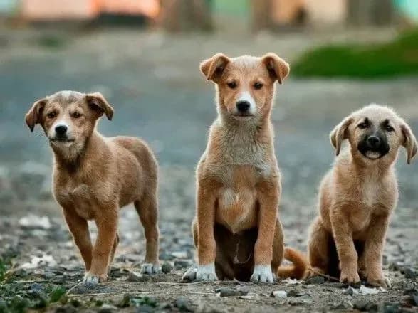 Два українські бренди WAUDOG та Animal ID запустили кампанію для підтримання вирішення проблеми безхатніх тварин в Україні