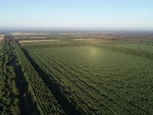 Лісову пожежу на Луганщині ліквідували