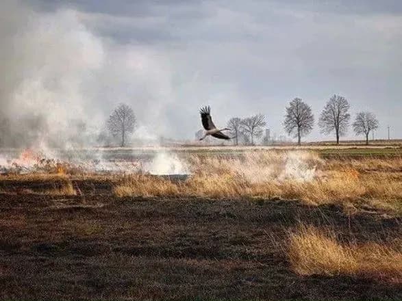 Екоінспекція нарахувала за місяць 100 млн грн збитків, заподіяних природі