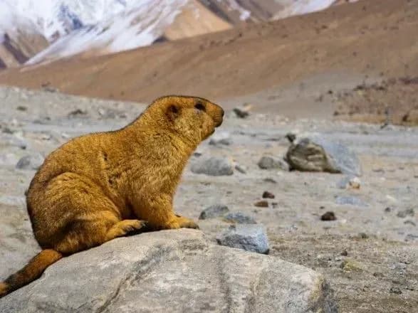 У посольстві України в Китаї розповіли про ситуацію з бубонною чумою в країні