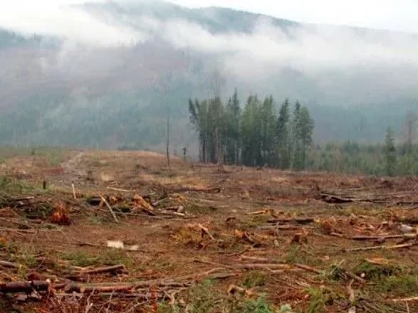 После проверки санитарных рубок на Закарпатье накажут нескольких чиновников - Гослесагентство