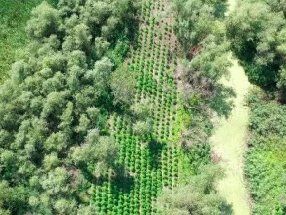 На Одещині знайшли плантацію коноплі на 40 млн гривень