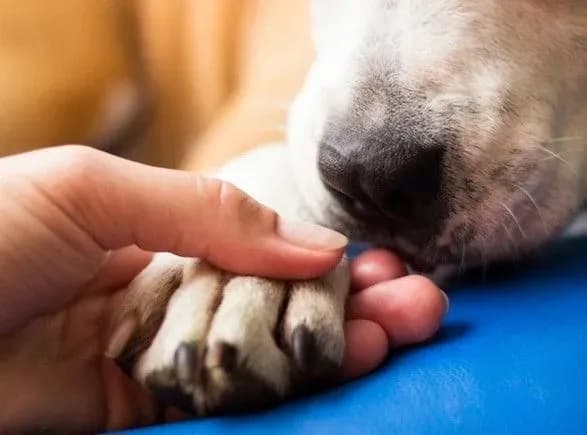 Собаки, коти та шиншила: з початку року у Києві було кремовано понад 160 тварин