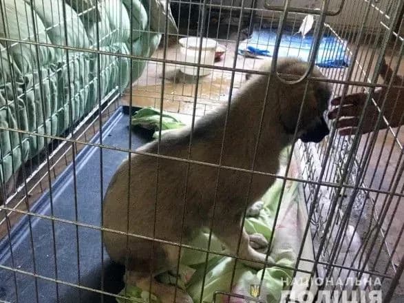 У Бердянську судитимуть чоловіка, що викинув собаку з моста