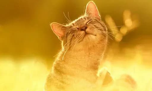 Погода в останні дні літа: температура підвищиться до +33°